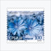 セルビア2023年普通切手:チコリーの花切手1種